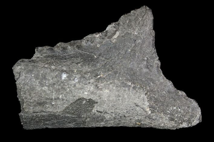 Bizarre Edestus Shark Tooth In Jaw Section - Carboniferous #92670